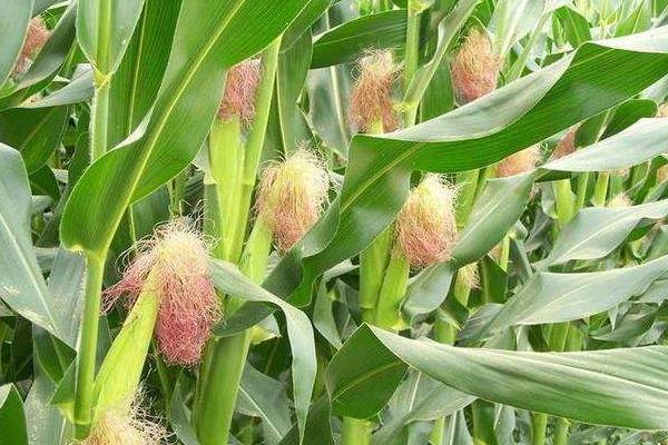 华耐甜玉782玉米品种简介，种植密度为每亩3500株
