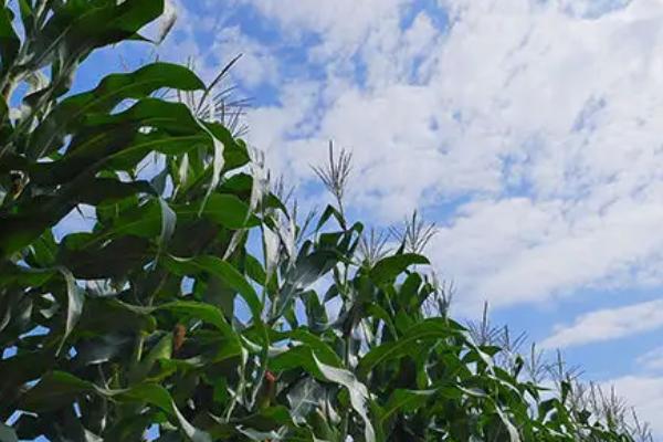 斯达糯49玉米品种的特性，该品种喜肥水