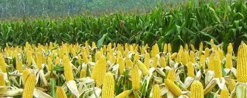 华耐甜玉782玉米品种简介，种植密度为每亩3500株