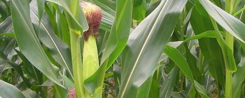 佛甜10号玉米种子特征特性，一般每亩3500株左右