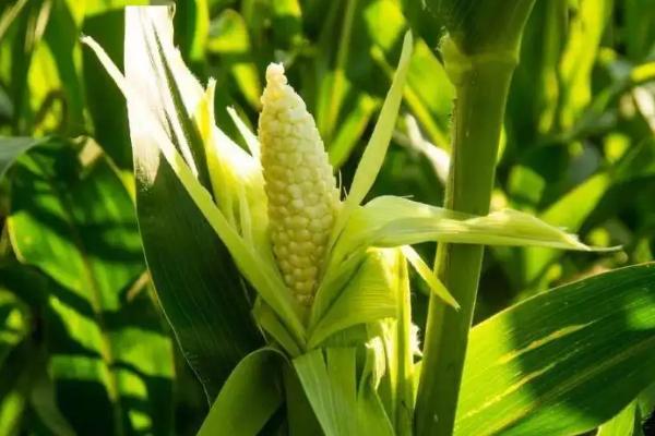 佛甜10号玉米种子特征特性，一般每亩3500株左右