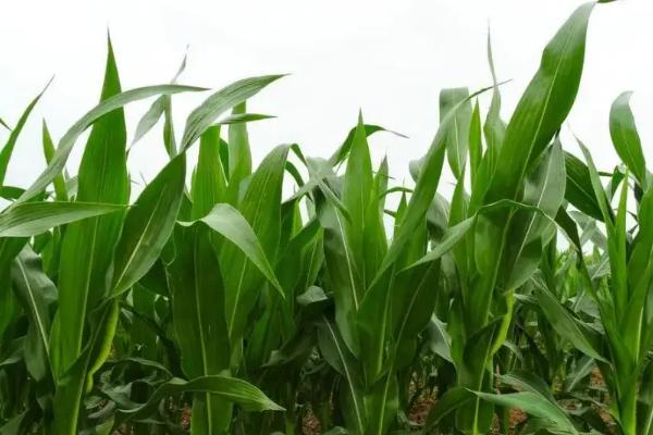 金亿1111玉米品种简介，选择中等肥力以上地块种植
