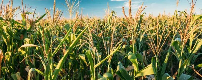 金亿1111玉米品种简介，选择中等肥力以上地块种植