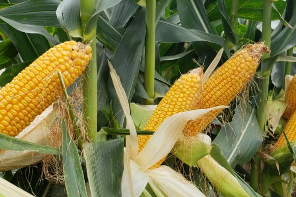蠡单22玉米品种的特性，选中等肥力以上地块种植