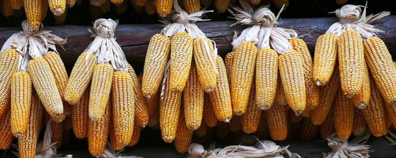 兆白88玉米种子简介，每亩用15千克尿素