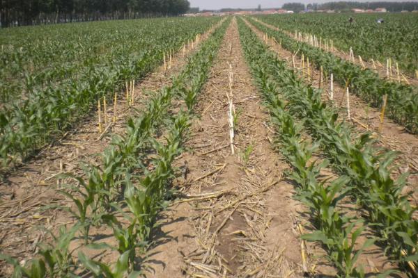 晋泽玉1156玉米种子特征特性，适宜播期4月下旬至5月上旬