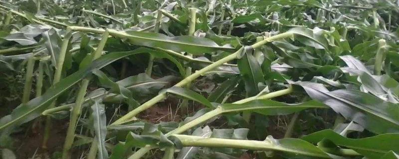 骏玉28玉米品种的特性，中抗茎腐病