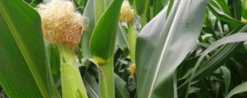 锐玉107玉米品种的特性，注意防治丝黑穗病和矮花叶病