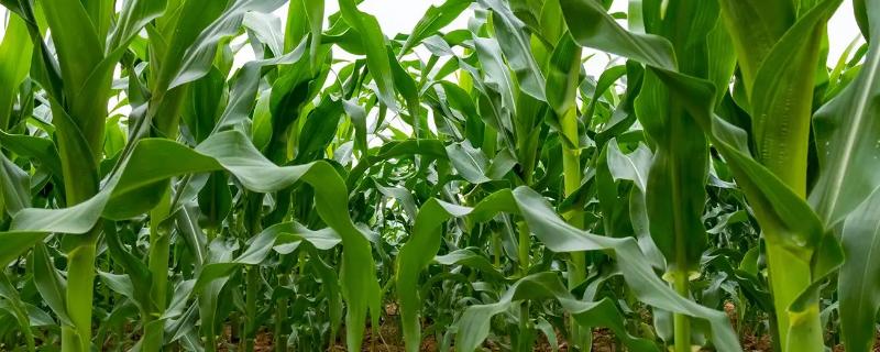 GM9009玉米种子特征特性，适宜播期4月下旬至5月上旬