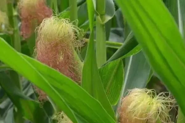 美丫2号玉米种简介，本品种活杆成熟