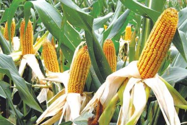 惠玉770玉米品种的特性，4月上中旬播种