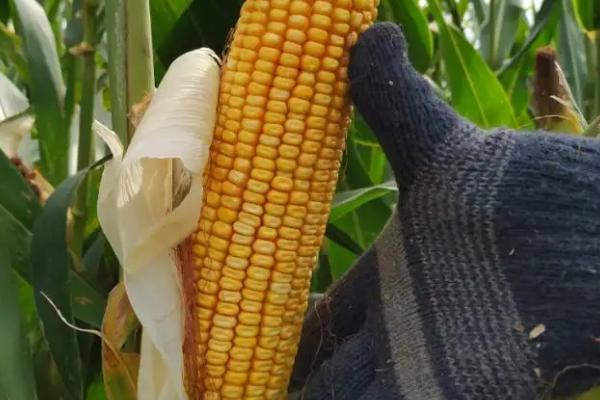 农单196玉米品种简介，高抗茎腐病