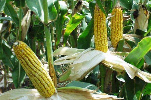 先玉1962玉米品种简介，5月下旬至6月上中旬播种