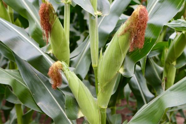 商玉18玉米种子特征特性，苗期注意防治蓟马和蚜虫