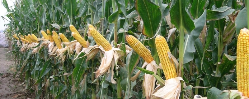 浚单56玉米品种简介，夏播应在6月15日之前播种