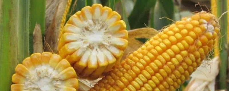 MC618玉米种子特征特性，4月下旬至5月上旬播种