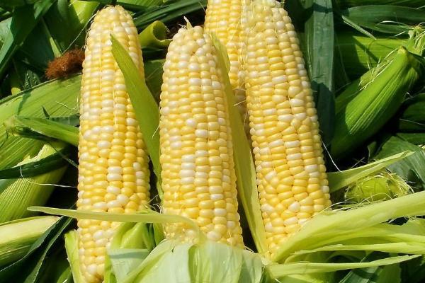 东玉99玉米品种简介，黄淮海夏播区域麦收后及时播种