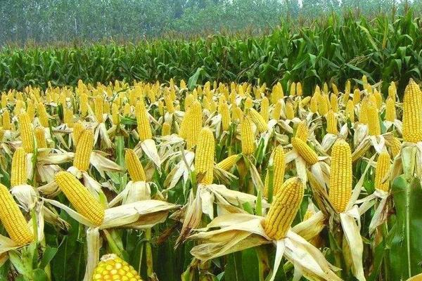 MC618玉米种子特征特性，4月下旬至5月上旬播种
