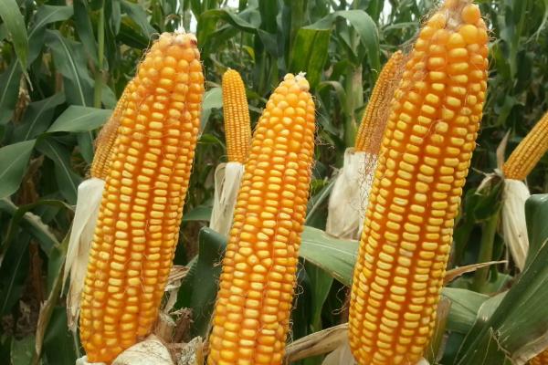 宇鑫768玉米品种简介，每亩追施尿素20－30千克