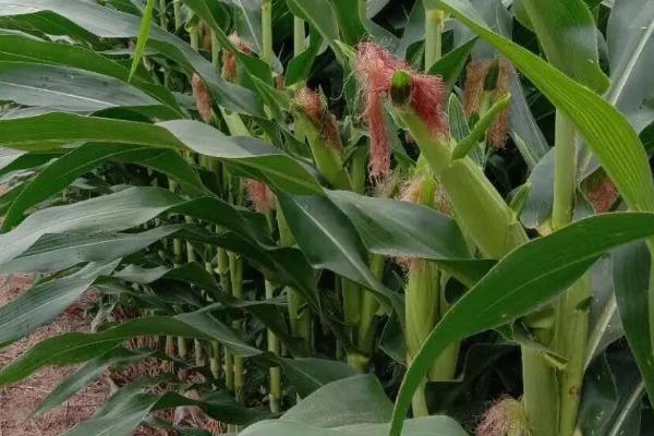 利禾619玉米品种简介，大喇叭口期应注意防治玉米螟