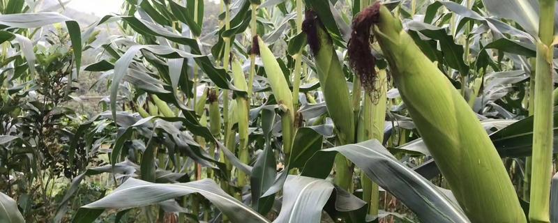 利禾619玉米品种简介，大喇叭口期应注意防治玉米螟
