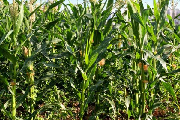 福育727玉米品种的特性，选择中上等肥力地种植