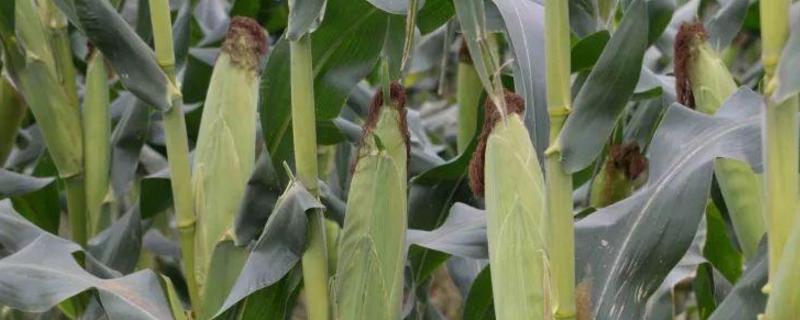 D1616玉米品种的特性，大喇叭口时期丢心防治玉米螟