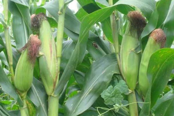 MC918玉米品种的特性，中等肥力以上地块种植
