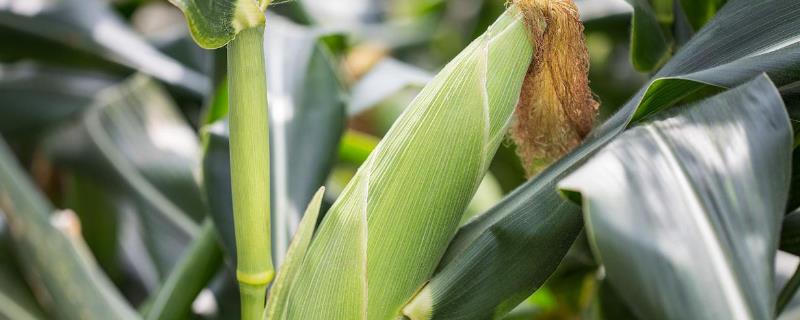先玉1953玉米种子特征特性，适宜播期4月下旬至5月上旬