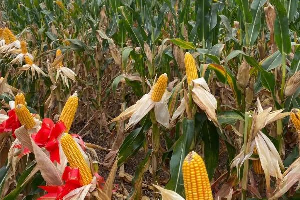 福育727玉米品种的特性，选择中上等肥力地种植