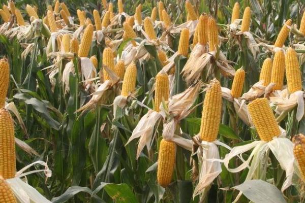 H9018玉米品种的特性，中抗大斑病
