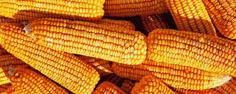 美联717玉米种子特征特性，中抗穗腐病