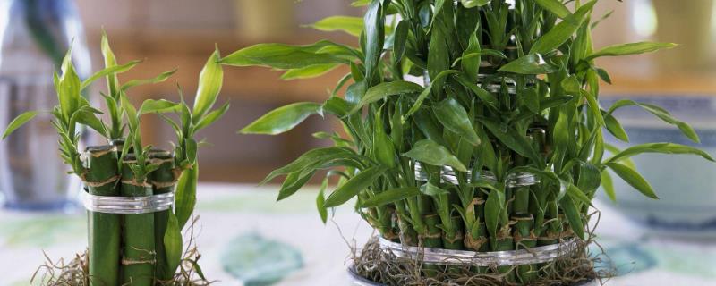 怎么养富贵竹才能让它更旺盛，种植过程中要注意定期施肥