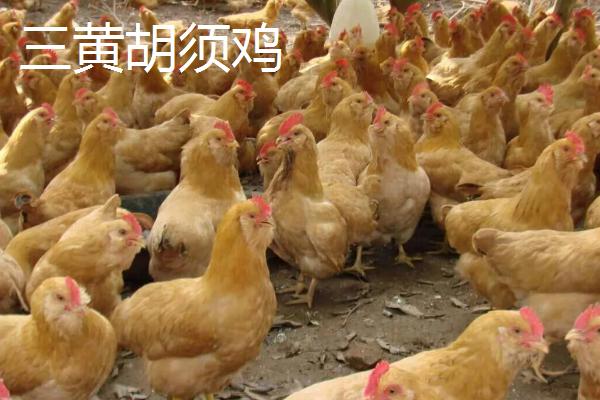广东惠州的特产，三黄胡须鸡久负盛誉