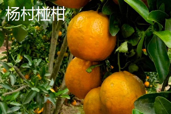 广东惠州的特产，三黄胡须鸡久负盛誉