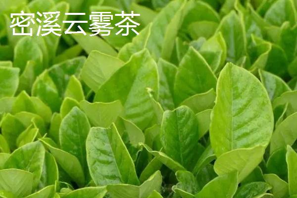 广东惠州的特产，三黄胡须鸡久负盛誉