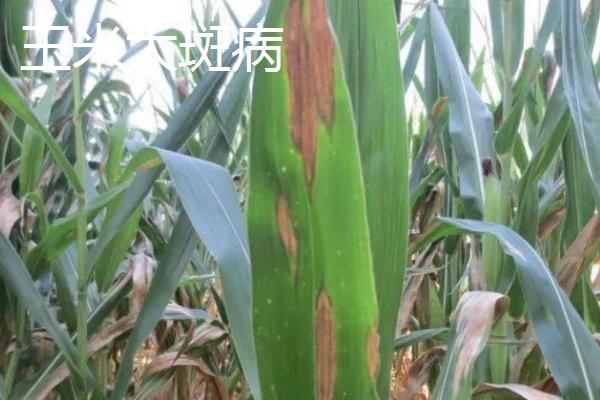 玉米病害类型，叶部病害比较常见