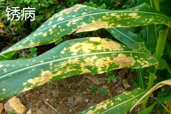 玉米病害类型，叶部病害比较常见