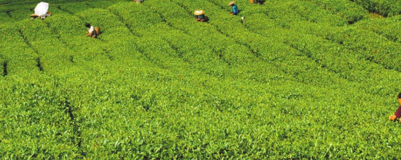 茶饼病怎么防治，清除杂草并增施磷钾肥可减轻发病