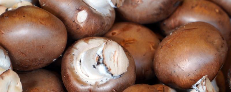 香菇和冬菇有什么区别，香菇是统称它们无明显区别