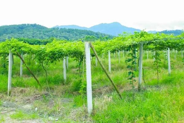 百香果如何正确泡水，热水冲泡会让果汁变酸