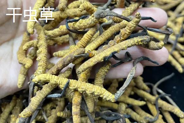 冬虫夏草的价格，中国三大传统滋补名贵中药材之一