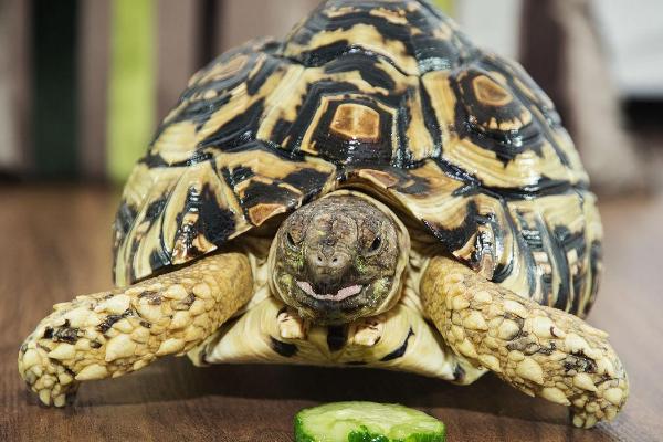 豹龟的简介，因背甲有黑色的斑点和条纹而得名