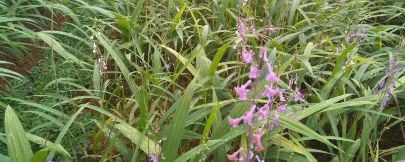 回乡创业可种植哪些中药材，白芨和金银花等品种均为合适选择