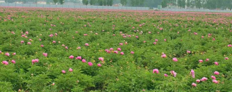 白芍的种植效益，年均收入通常可达到6000-7000元左右