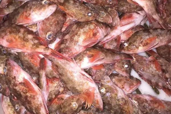 虎头鱼价格多少钱一斤，每斤可高达50-80元