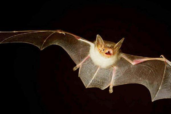 蝙蝠有没有眼睛，是有飞翔能力的哺乳动物