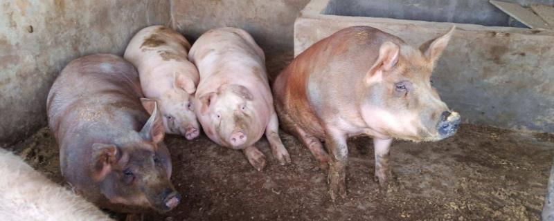 土杂猪和三元猪有什么区别，土杂猪的瘦肉率较低