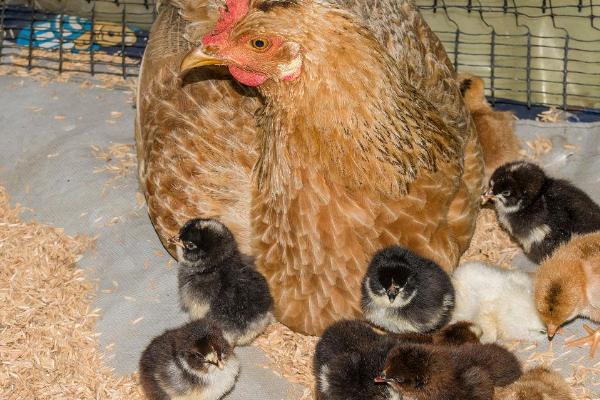 母鸡孵化小鸡多少天可以出壳，适合家庭孵化