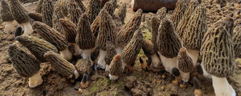 羊肚菌出菇管理方法，提高湿度可以加快出菇速度